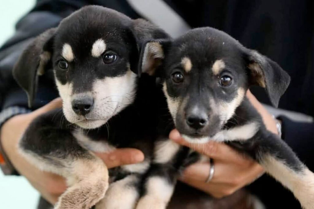 74 ANIMALITOS LISTOS PARA SER ADOPTADOS EN BIENESTAR ANIMAL