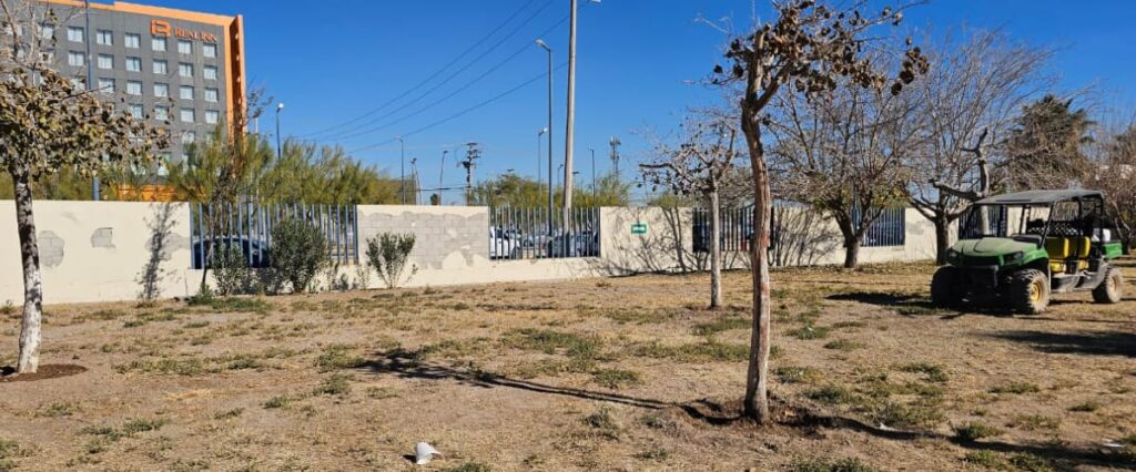 J+ DESMIENTE TALA DE ÁRBOLES EN EL PARQUE CENTRAL, SOLO ES UNA REUBICACIÓN