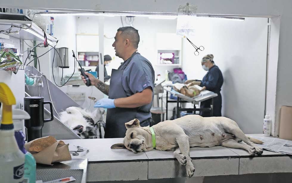 COLOCARAN MICROCHIPS A MASCOTAS ESTE AÑO, INFORMA ALMA ARREDONDO