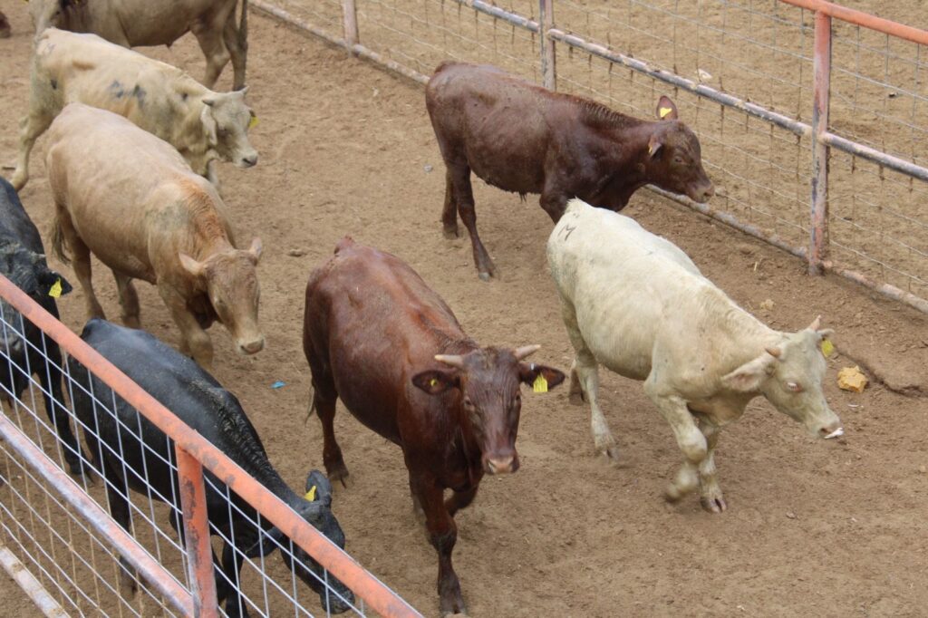 Presentan en el Congreso una iniciativa para prevenir el cierre de la frontera por enfermedades en productos pecuarios