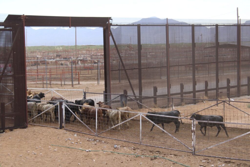 TRAS PÉRDIDAS MILLONARIAS, LOGRA GOBIERNO DEL ESTADO ABRIR LA FRONTERA PARA EXPORTACIÓN DE GANADO