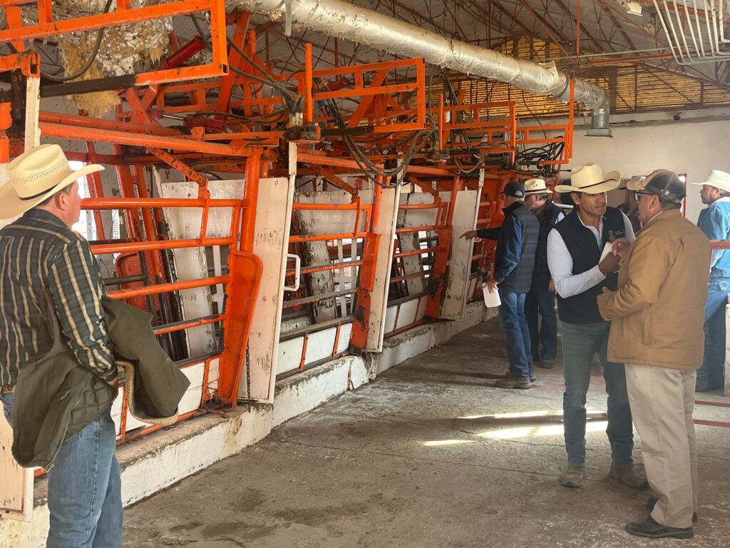 Reanudarán hoy la exportación de ganado en pie por la estación cuarentenaria de Ojinaga