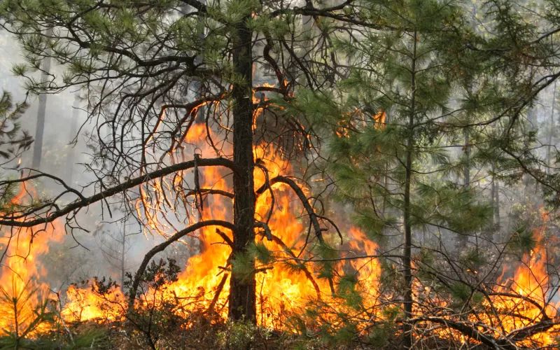 Solicita Congreso aumento de recursos para enfrentar incendios forestales en el estado