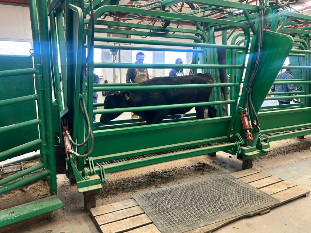 Incrementarán las exportaciones diarias de ganado en la estación cuarentenaria de Ojinaga